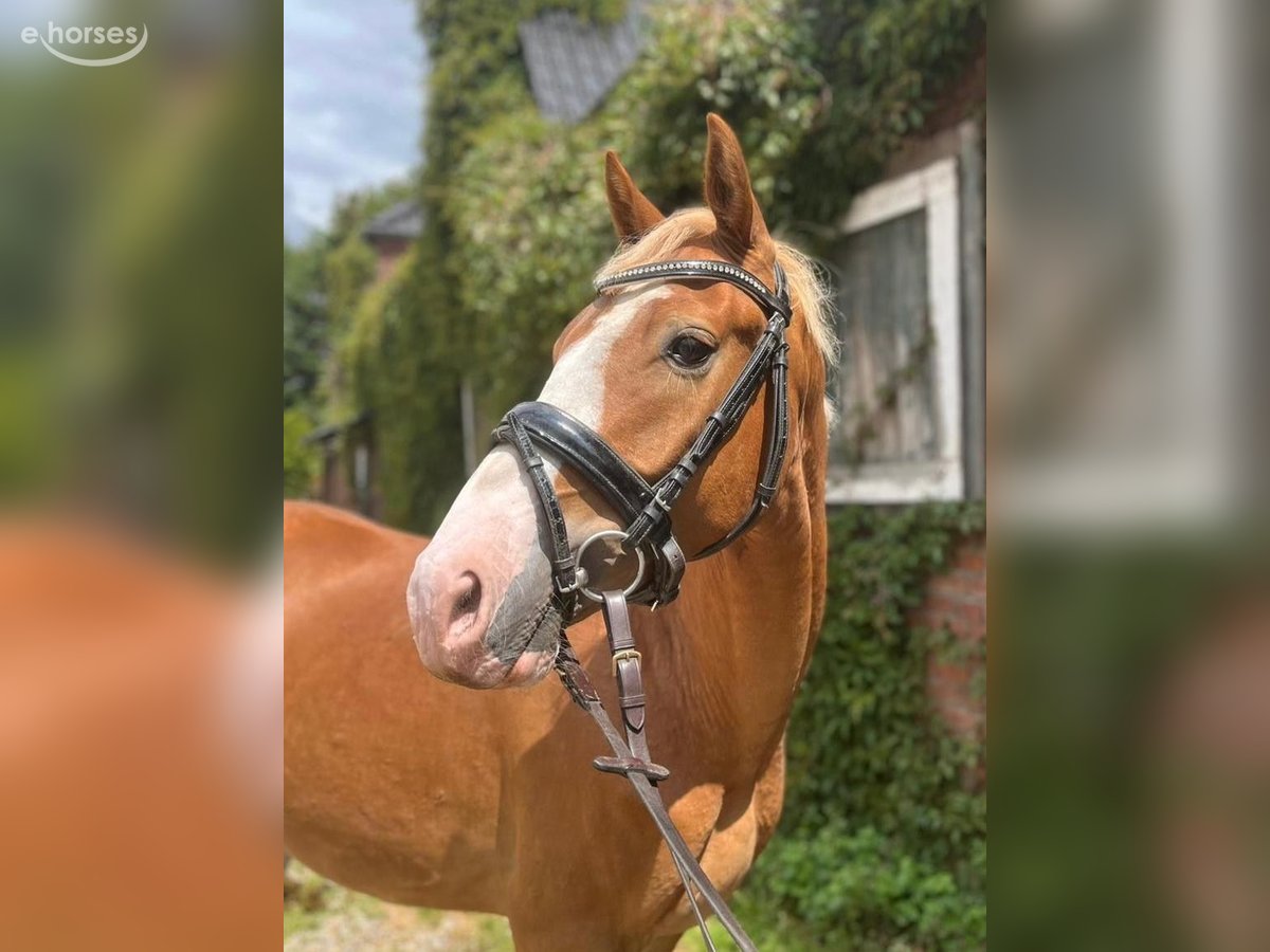 Deutsches Reitpony, Wallach in Alpen