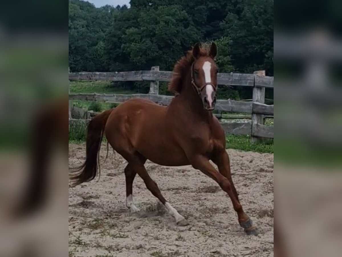 Deutsches Reitpony Wallach 4 Jahre 146 cm Fuchs in Ritterhude