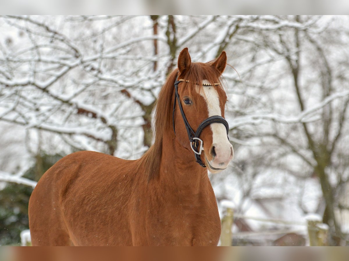 Deutsches Reitpony Wallach 4 Jahre 146 cm Red Dun in Armstedt