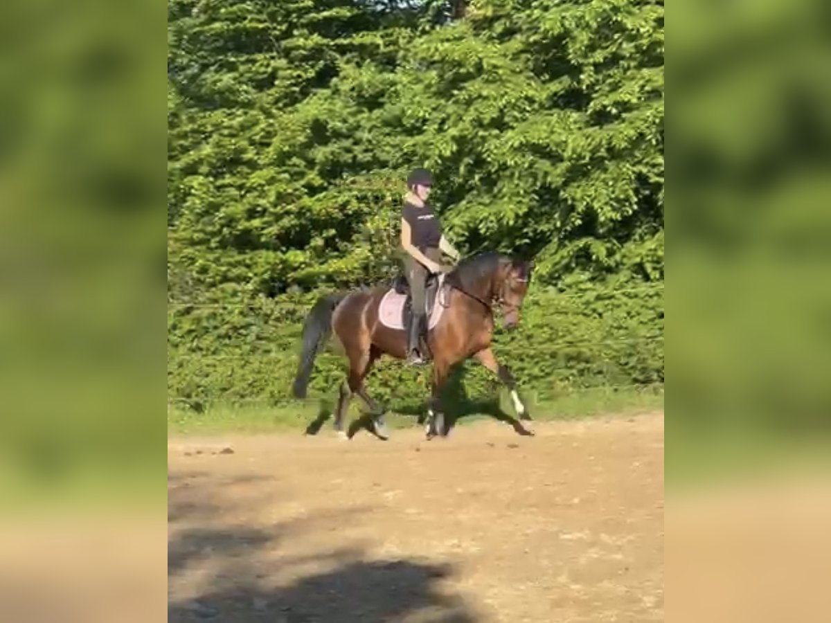 Deutsches Reitpony Wallach 4 Jahre 147 cm Brauner in Lindlar