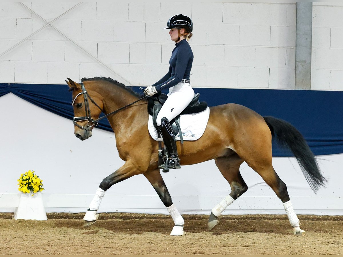 Deutsches Reitpony Wallach 4 Jahre 147 cm Brauner in Marsberg