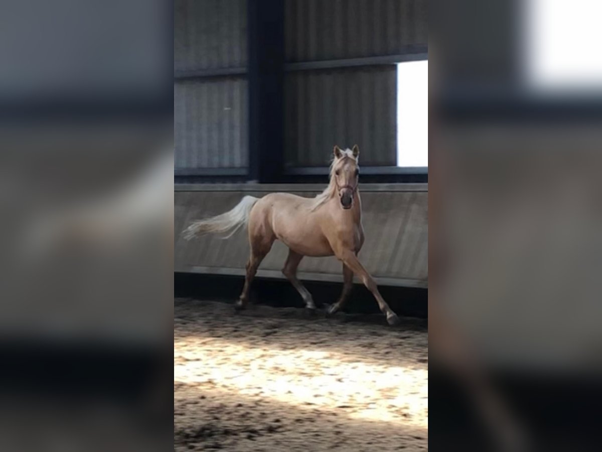 Deutsches Reitpony Wallach 4 Jahre 147 cm Dunalino in St. Andrä