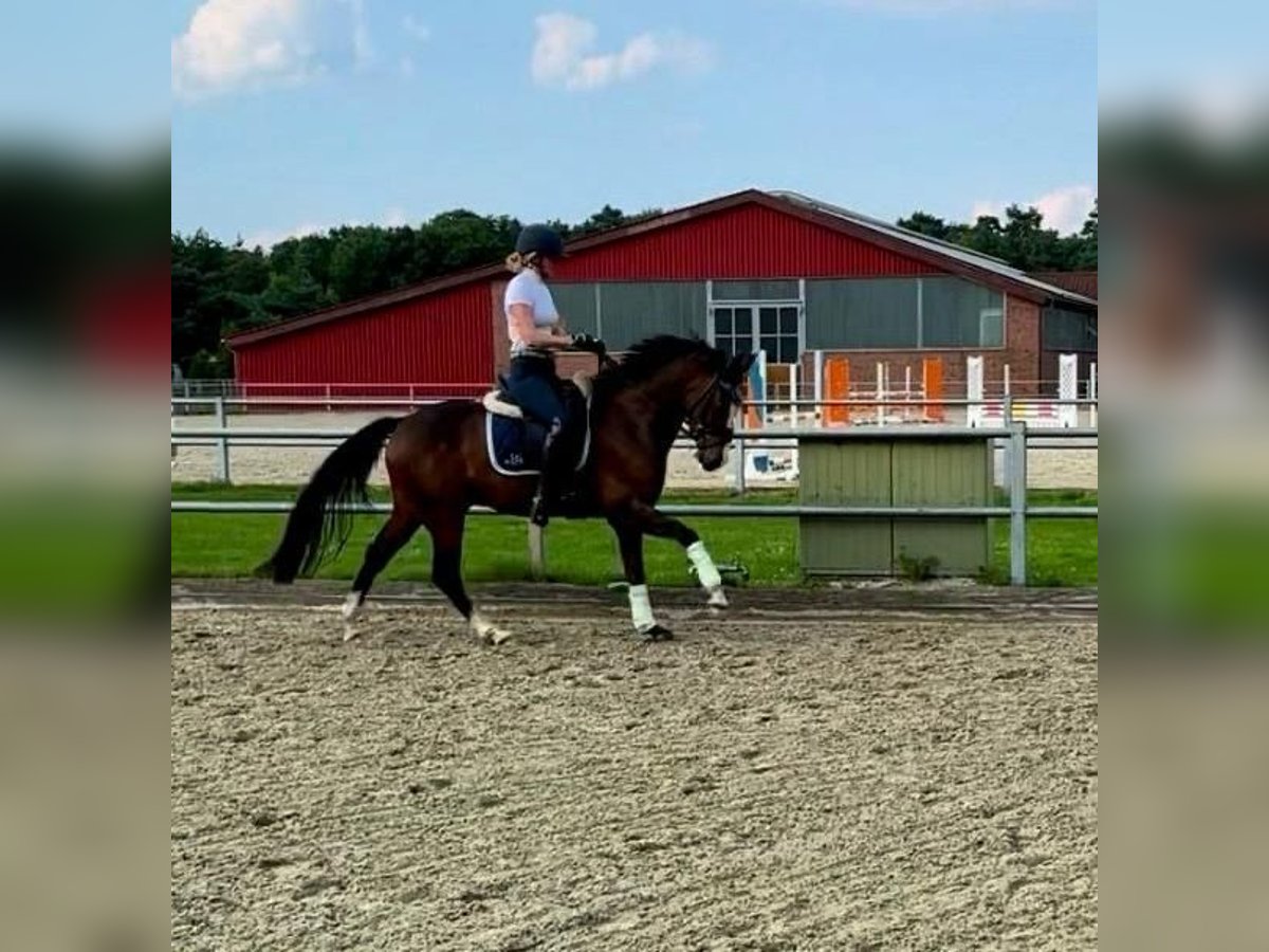 Deutsches Reitpony Wallach 4 Jahre 147 cm Dunkelbrauner in Vechta