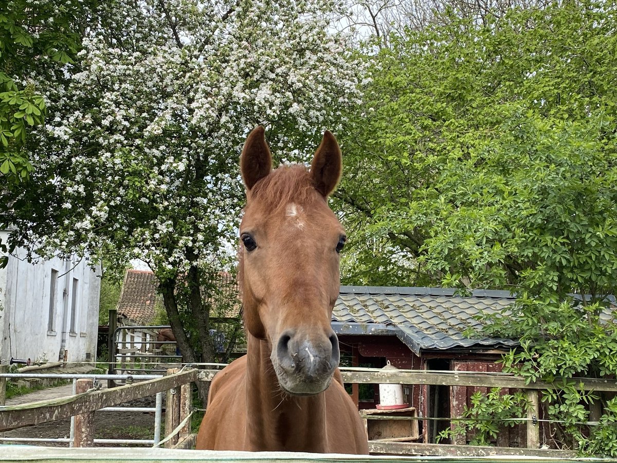 Deutsches Reitpony Wallach 4 Jahre 147 cm Dunkelfuchs in Achim