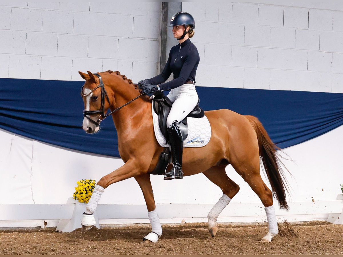 Deutsches Reitpony Wallach 4 Jahre 147 cm Fuchs in Marsberg