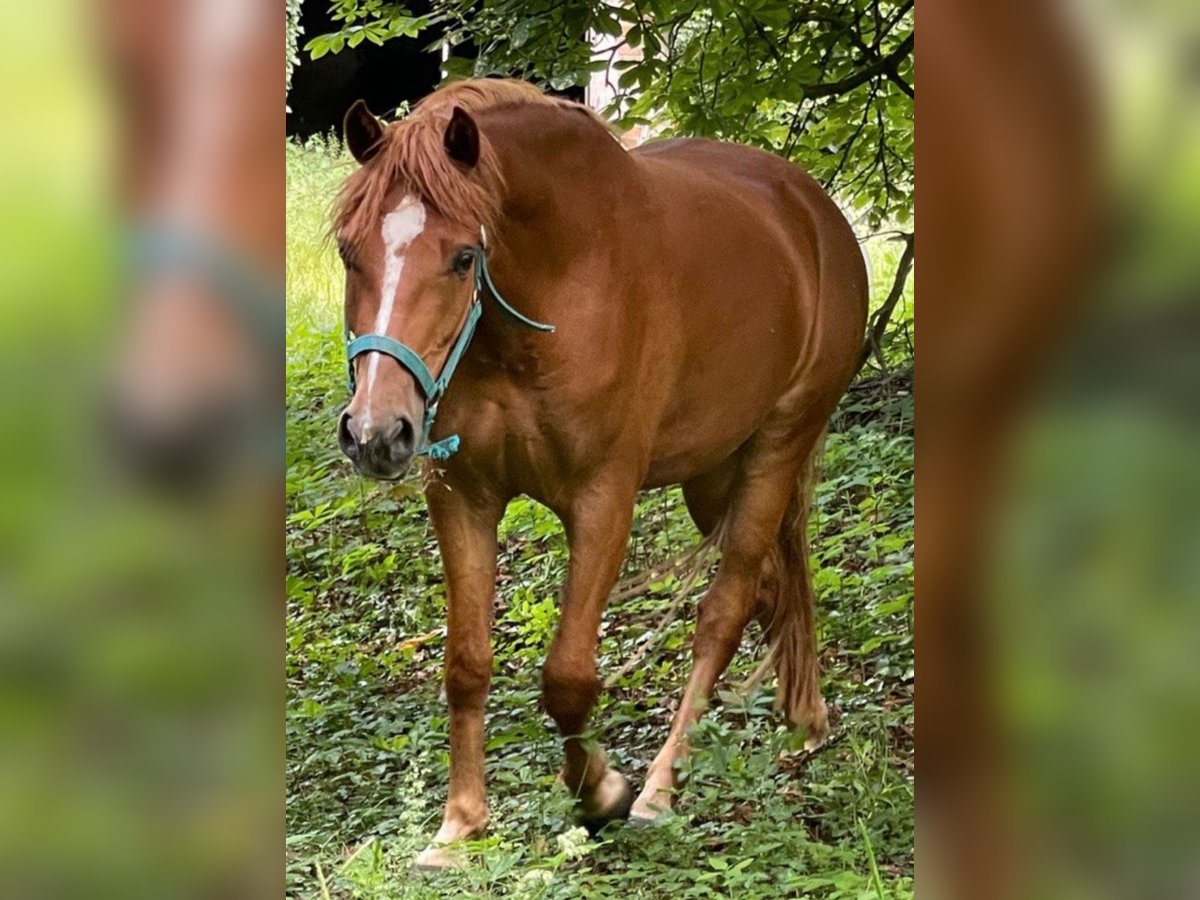 Deutsches Reitpony Wallach 4 Jahre 147 cm Fuchs in Burgdorf