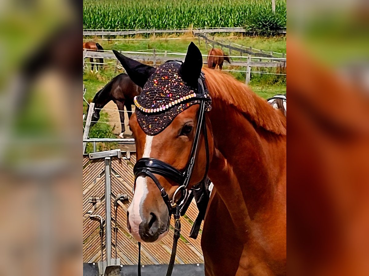Deutsches Reitpony Wallach 4 Jahre 147 cm Fuchs in Ruppichteroth