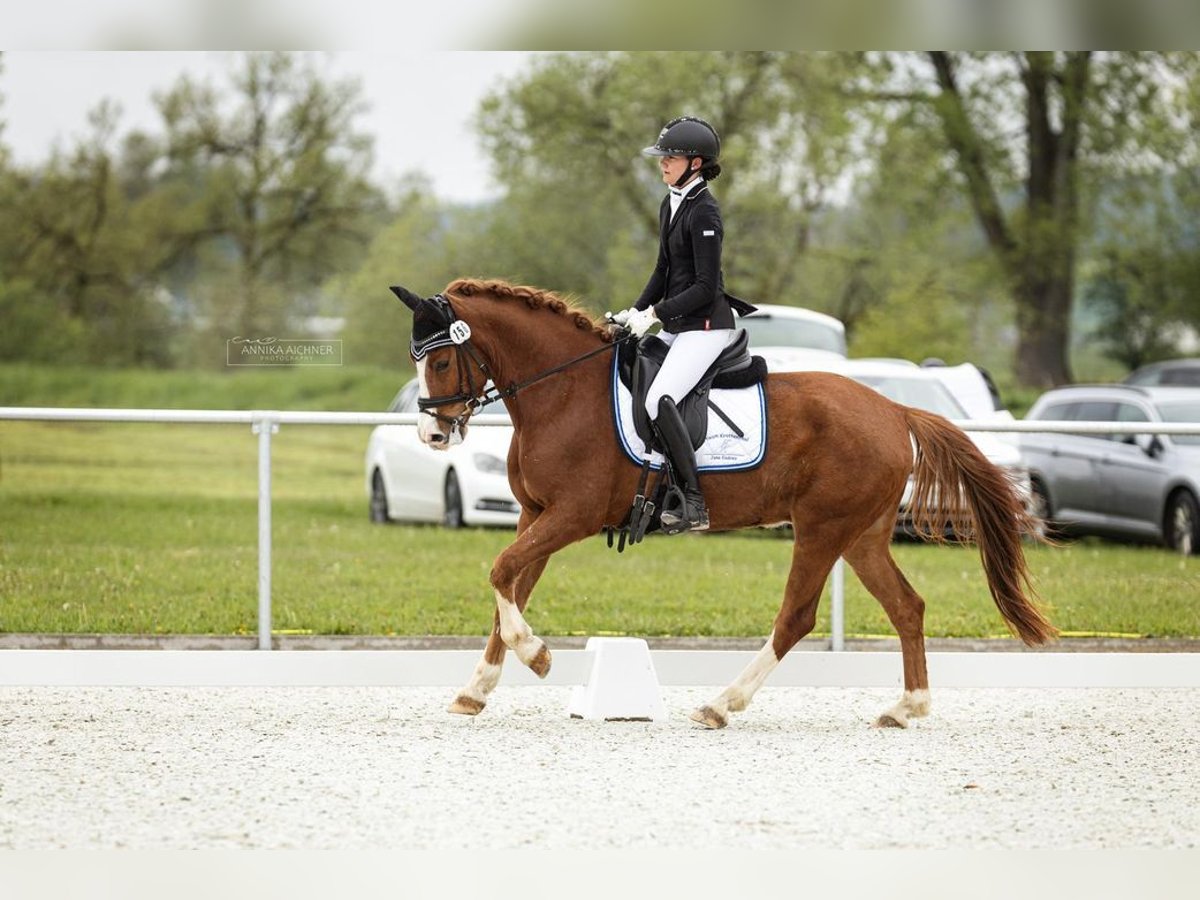 Deutsches Reitpony Wallach 4 Jahre 147 cm Fuchs in Loiching