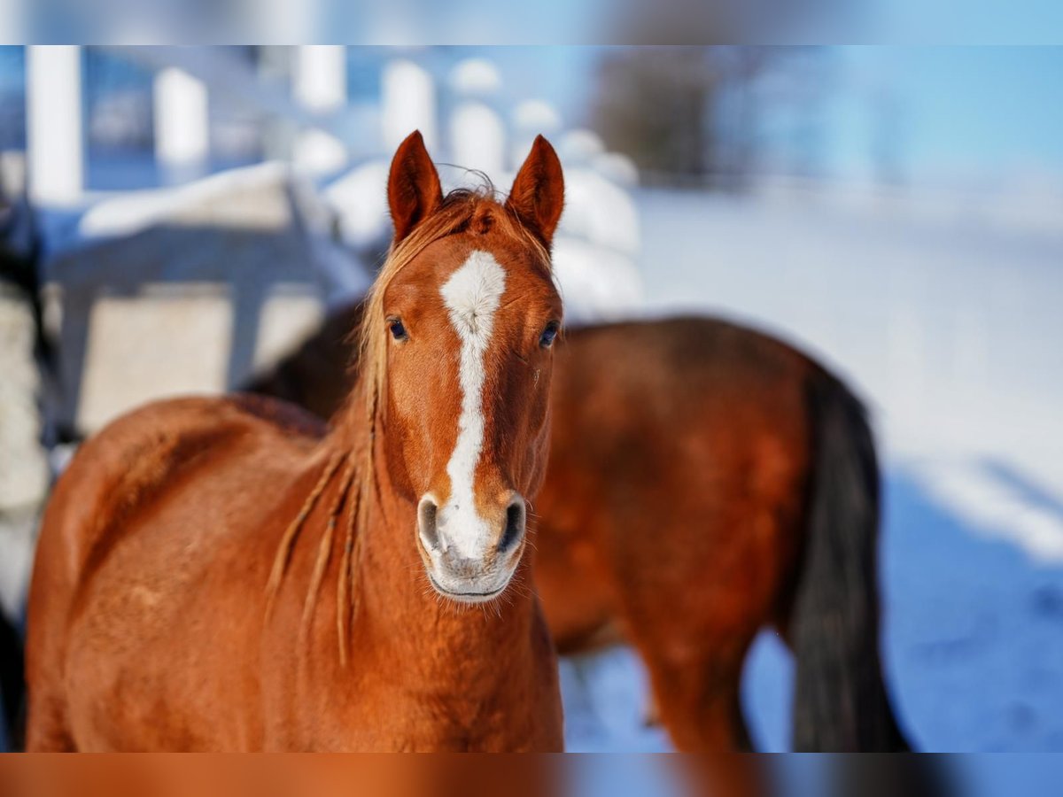 Deutsches Reitpony Mix Wallach 4 Jahre 147 cm Fuchs in Thierberg