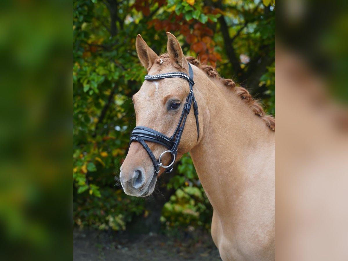 Deutsches Reitpony Wallach 4 Jahre 147 cm Fuchs in Jesteburg