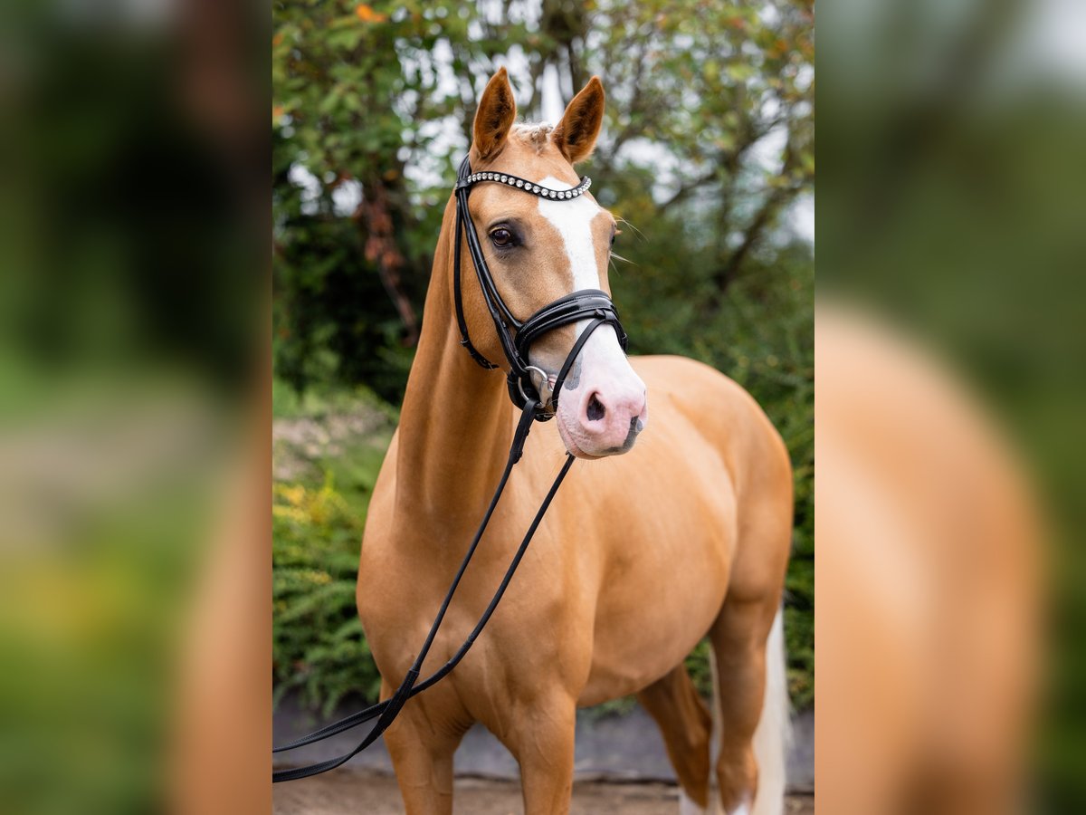 Deutsches Reitpony Wallach 4 Jahre 147 cm Palomino in Ahlen