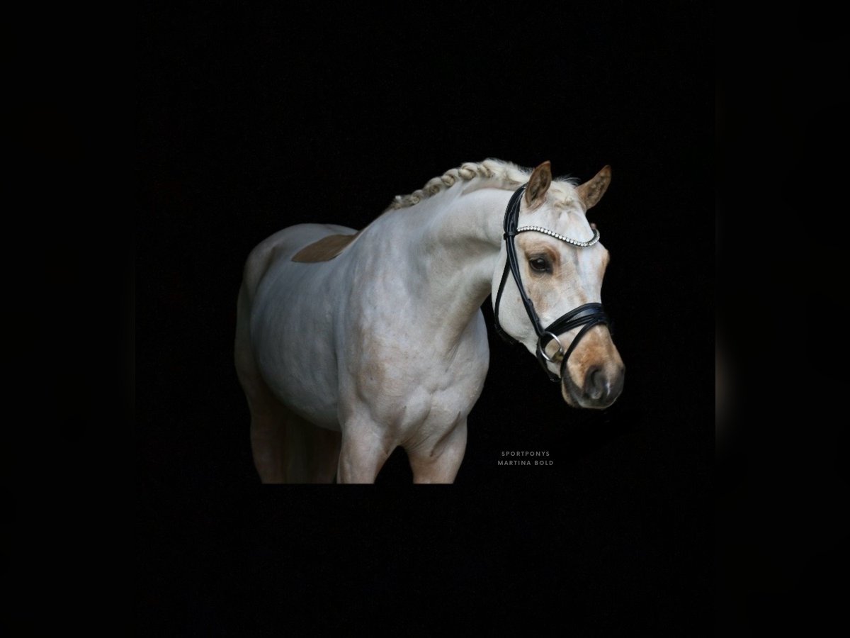 Deutsches Reitpony Wallach 4 Jahre 147 cm Palomino in Recke, bei Osnabrück