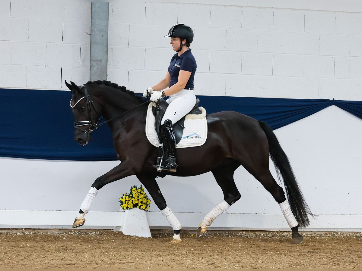 Deutsches Reitpony Wallach 4 Jahre 147 cm Schwarzbrauner in Marsberg