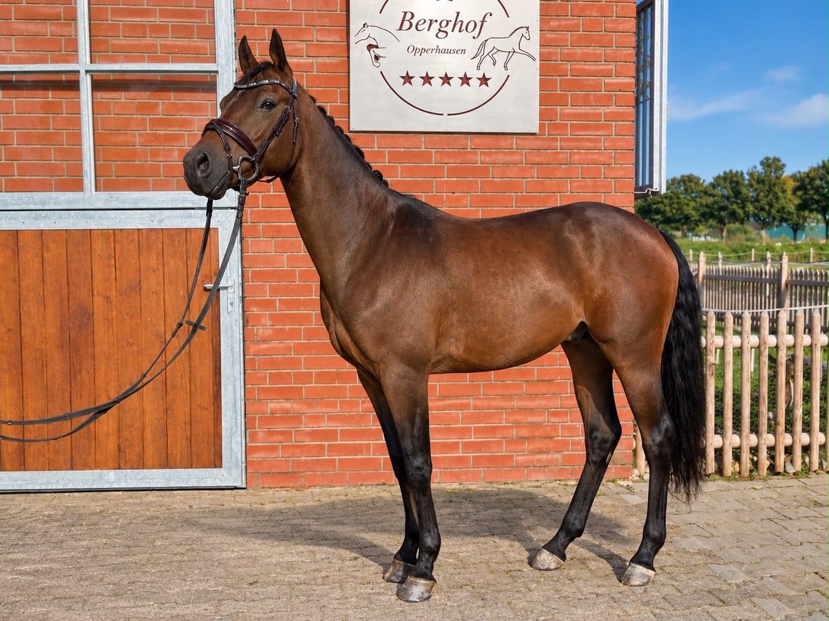 Deutsches Reitpony, Wallach in Einbeck