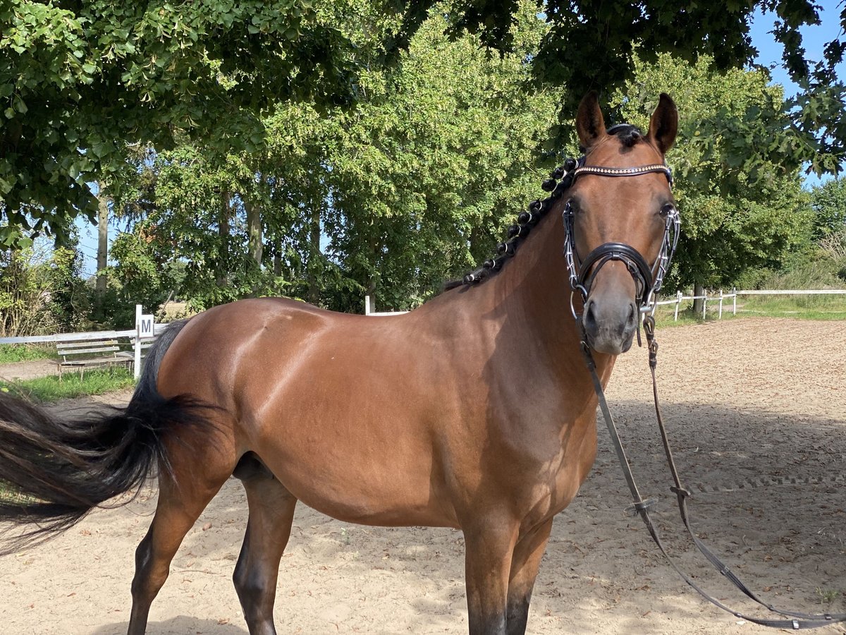 Deutsches Reitpony Wallach 4 Jahre 148 cm Brauner in Pampow