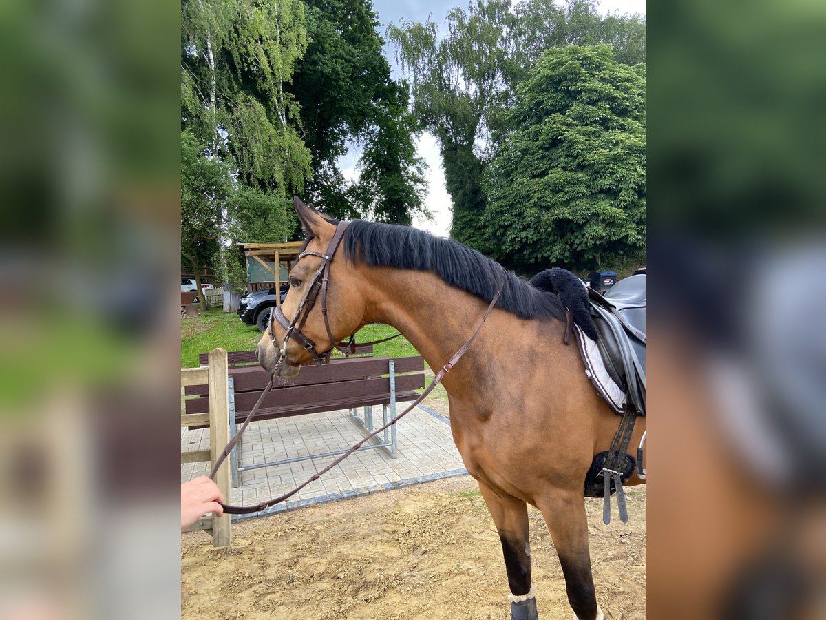 Deutsches Reitpony Wallach 4 Jahre 148 cm Buckskin in Bochum