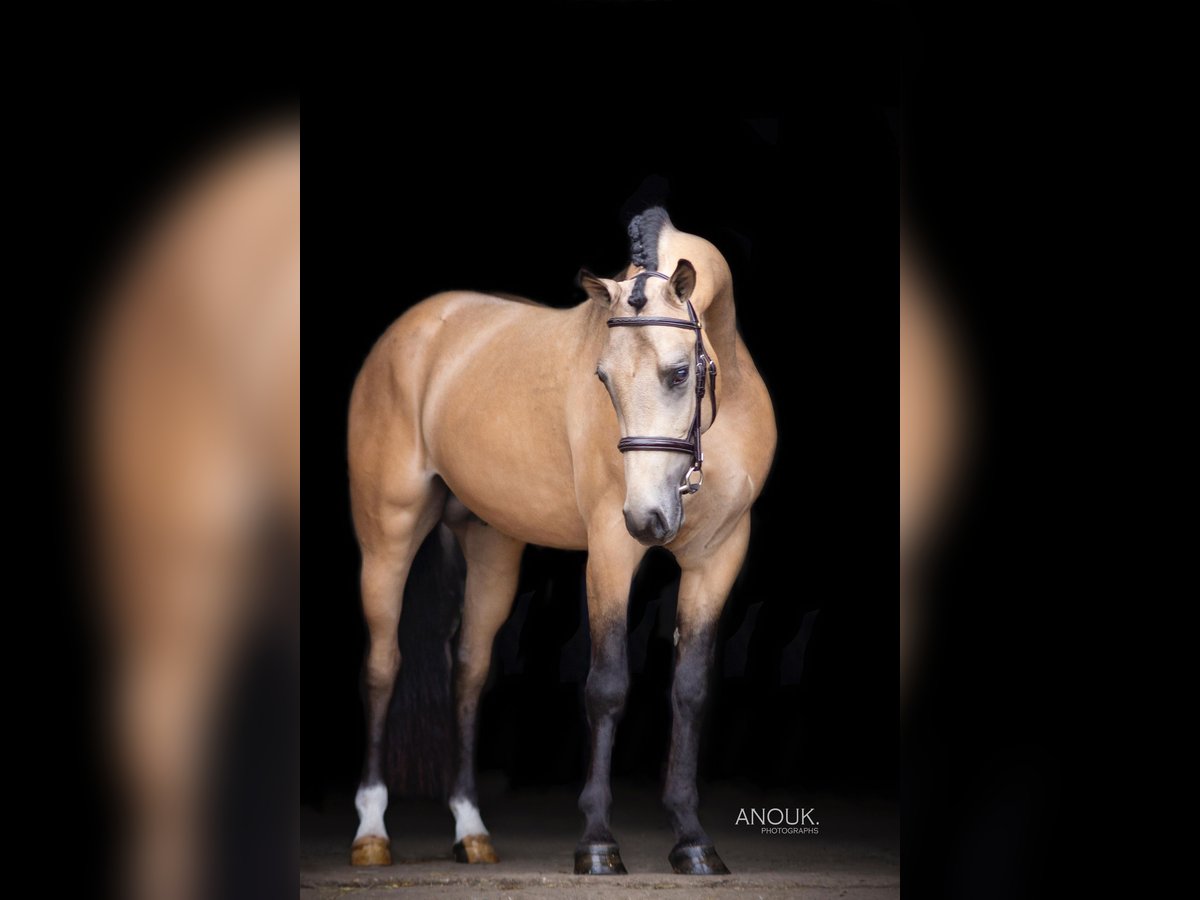 Deutsches Reitpony Wallach 4 Jahre 148 cm Buckskin in Lieshout