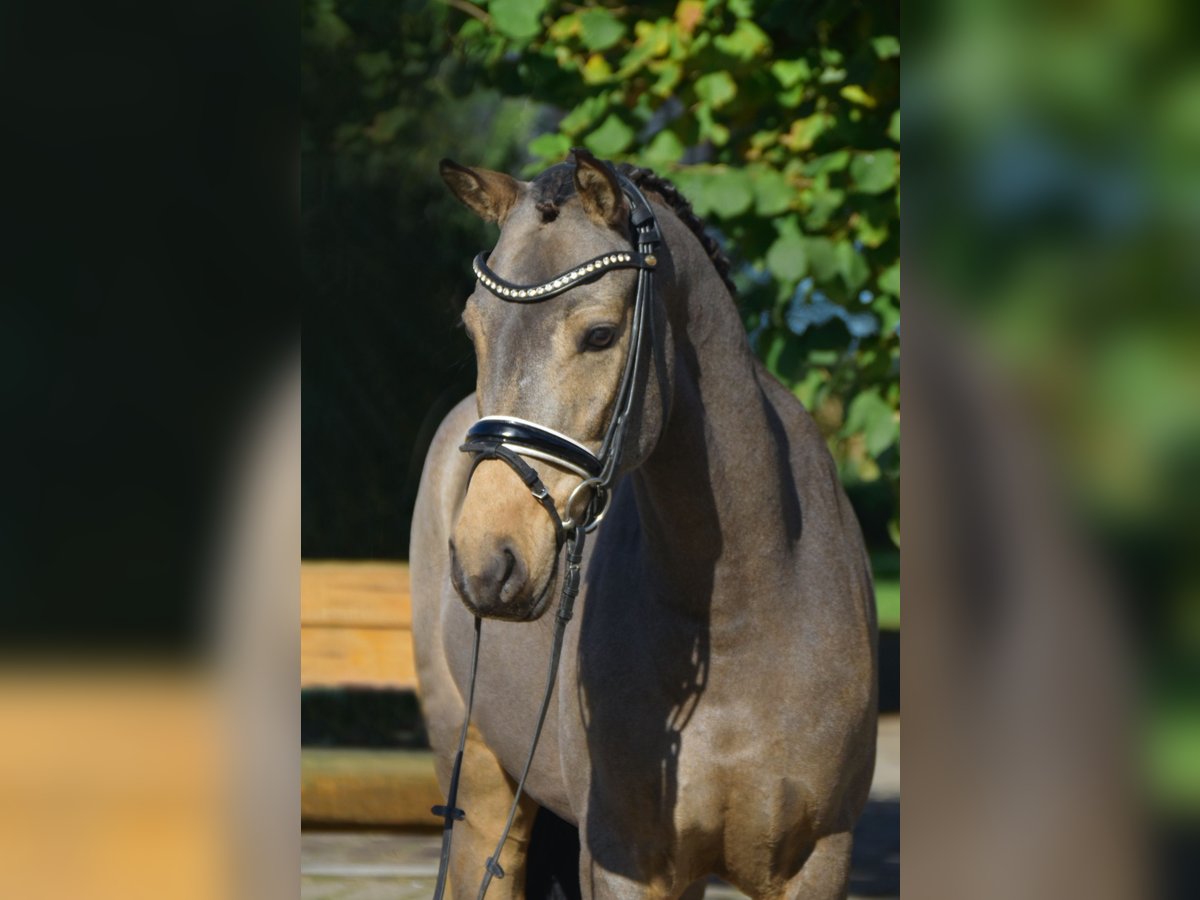 Deutsches Reitpony Wallach 4 Jahre 148 cm Falbe in Fürstenau