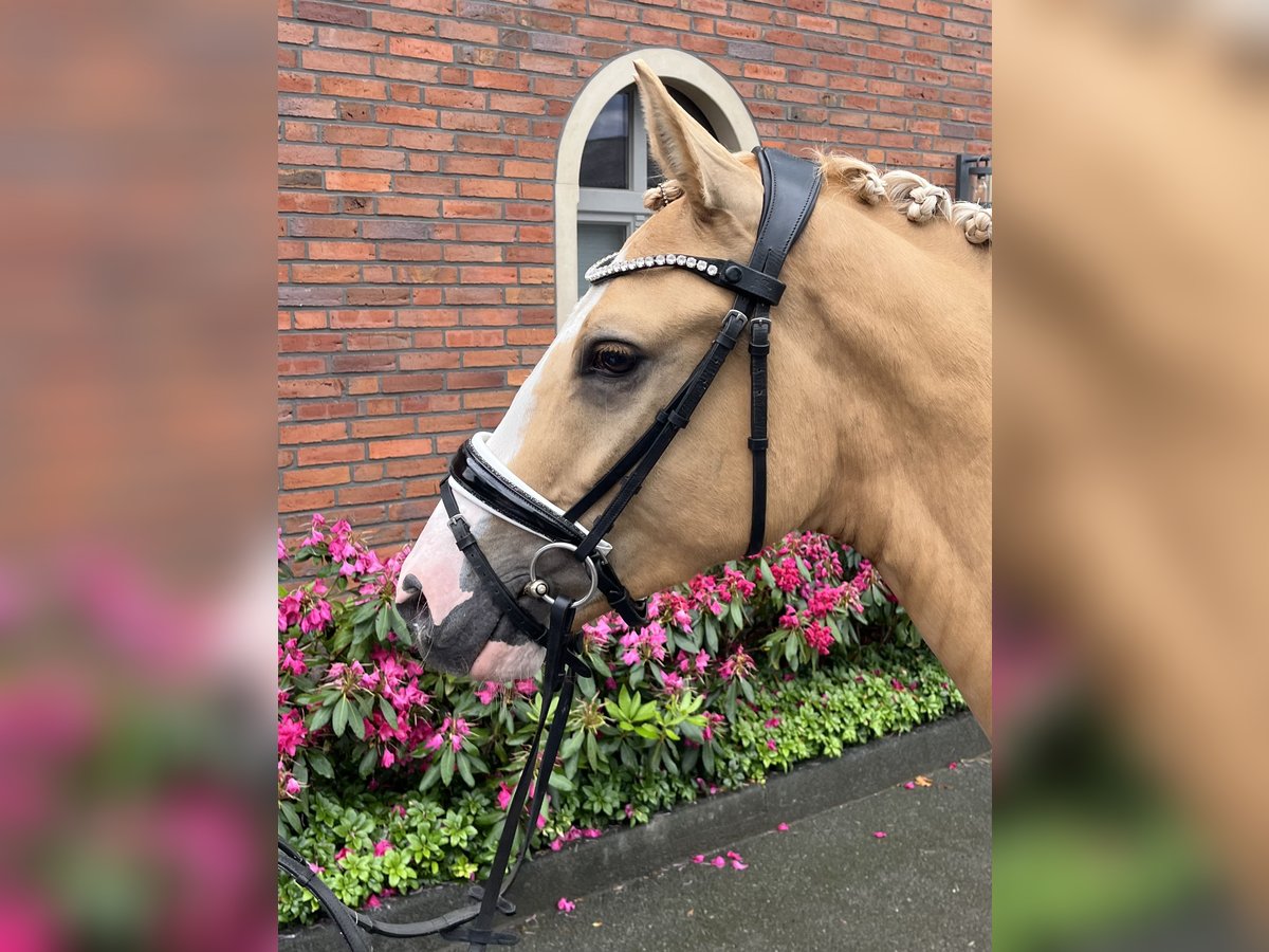 Deutsches Reitpony Wallach 4 Jahre 148 cm Falbe in Bocholt