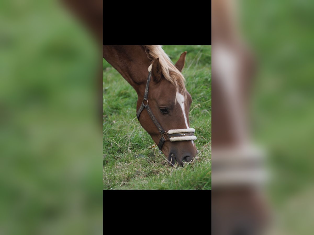 Deutsches Reitpony Wallach 4 Jahre 148 cm Fuchs in Fr&#xF6;ndenberg