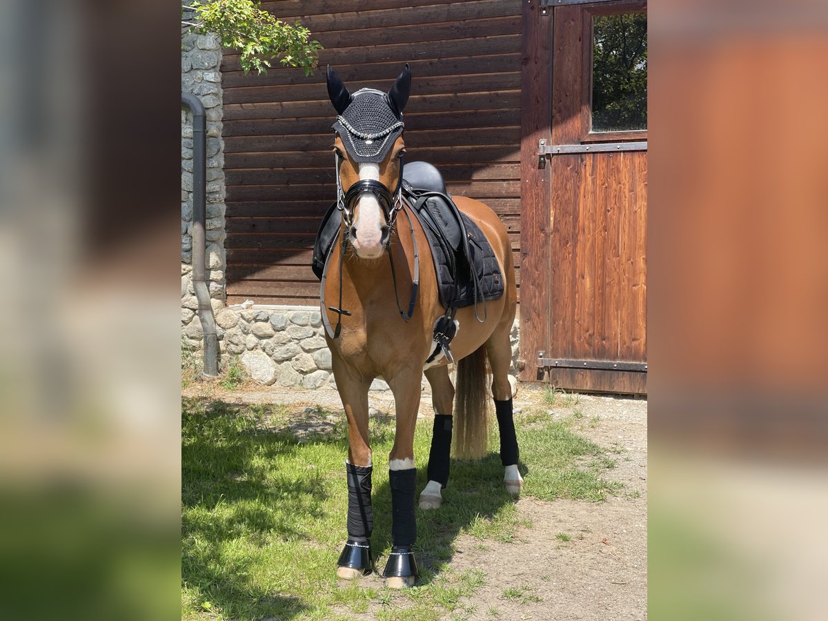 Deutsches Reitpony Wallach 4 Jahre 148 cm Fuchs in Kiefersfelden