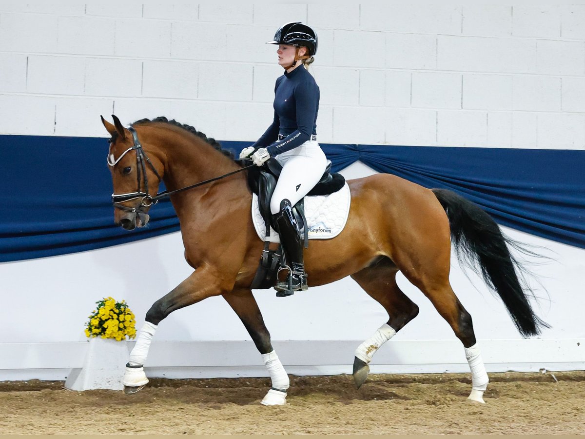 Deutsches Reitpony Wallach 4 Jahre 149 cm Brauner in Marsberg
