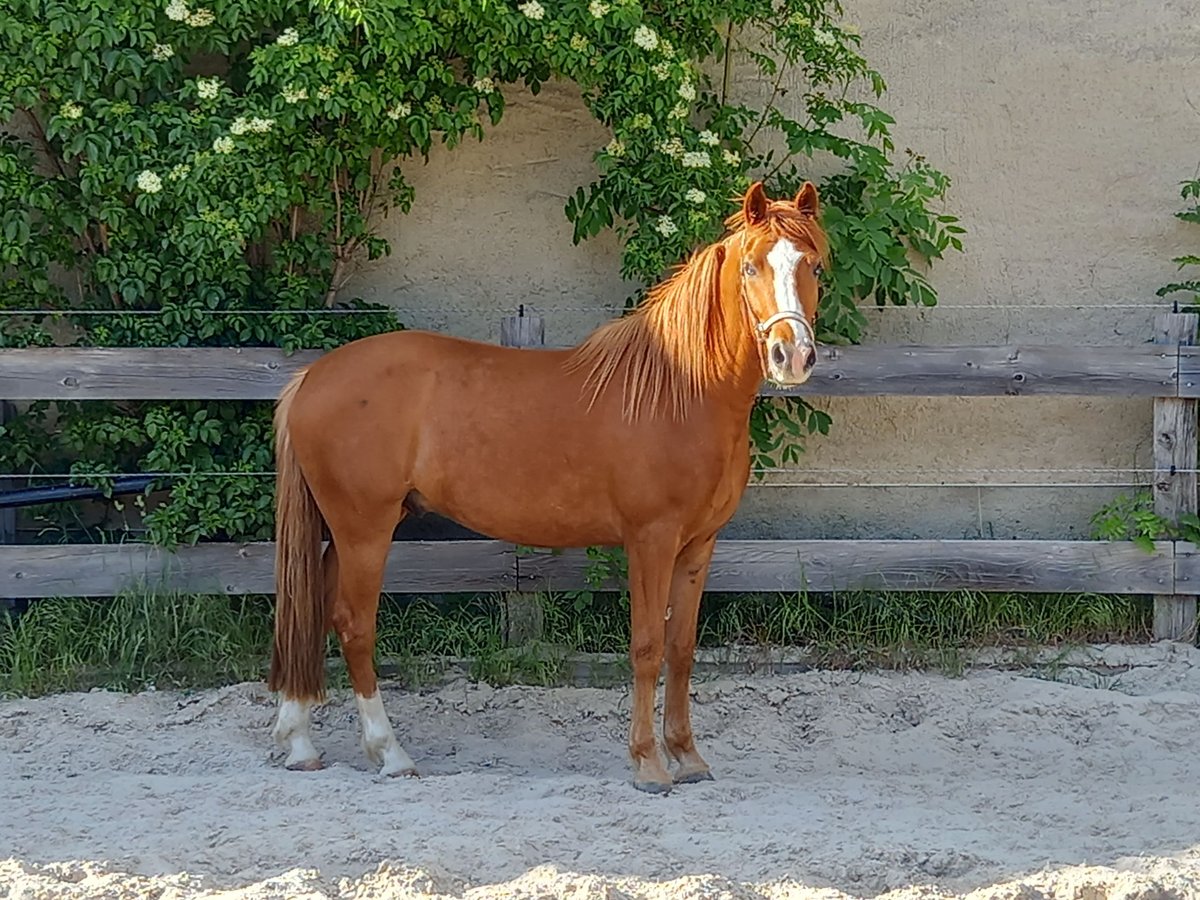 Deutsches Reitpony Wallach 4 Jahre 149 cm Fuchs in Kubsch&#xFC;tz