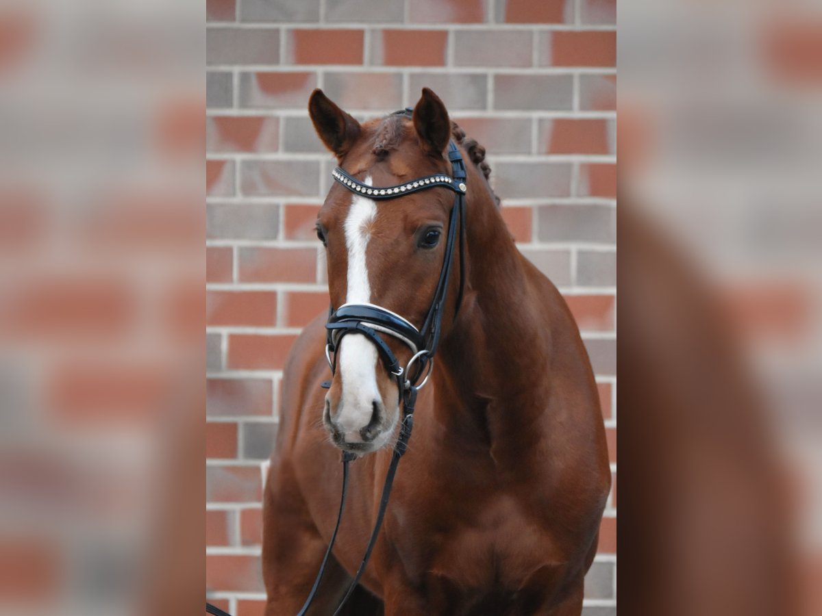 Deutsches Reitpony Wallach 4 Jahre 150 cm in Fürstenau