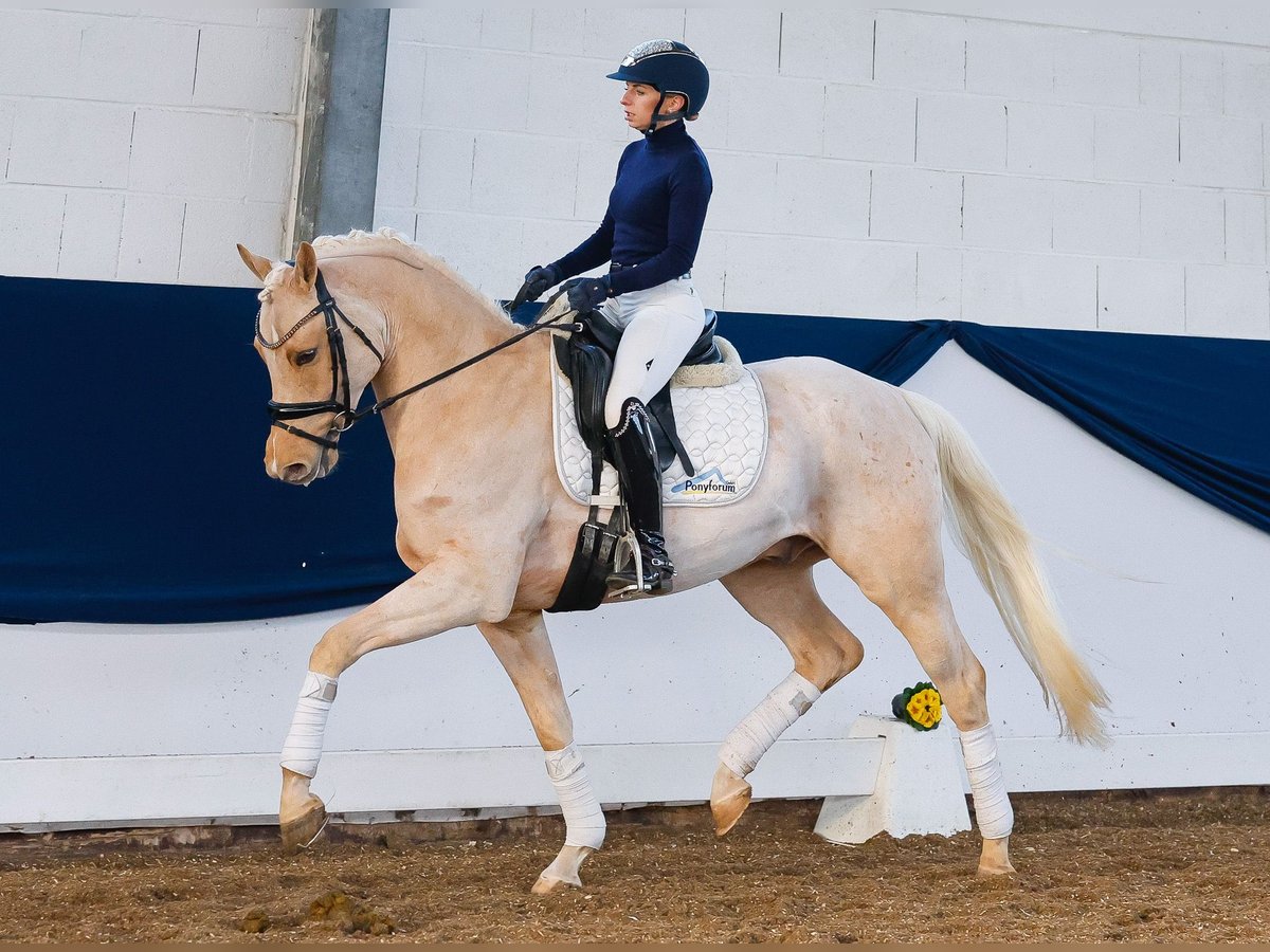 Deutsches Reitpony Wallach 4 Jahre 150 cm Palomino in Marsberg