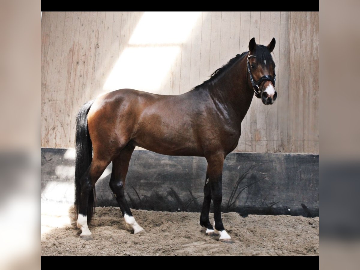 Deutsches Reitpony Wallach 4 Jahre 151 cm Brauner in Biebesheim am Rhein