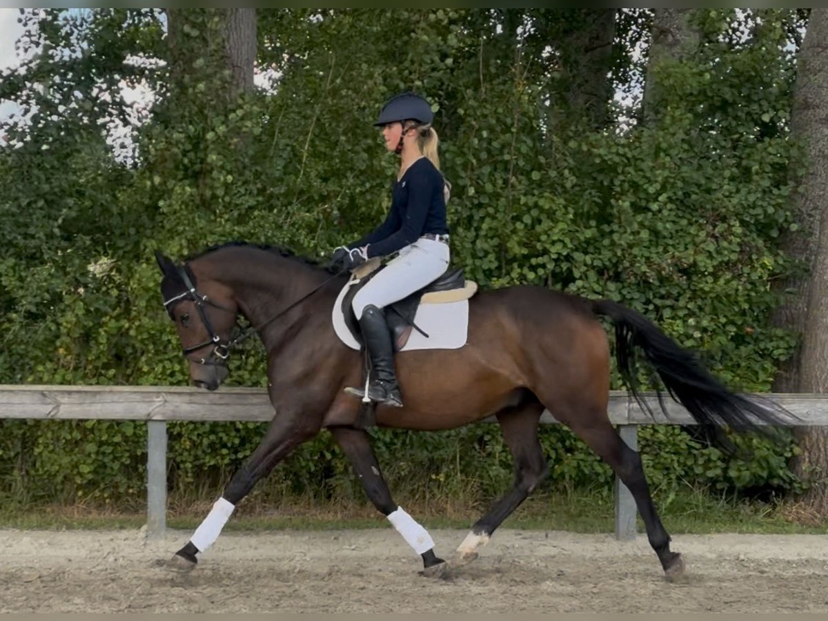 Deutsches Reitpony Wallach 4 Jahre 151 cm Brauner in S&#xFC;derl&#xFC;gum