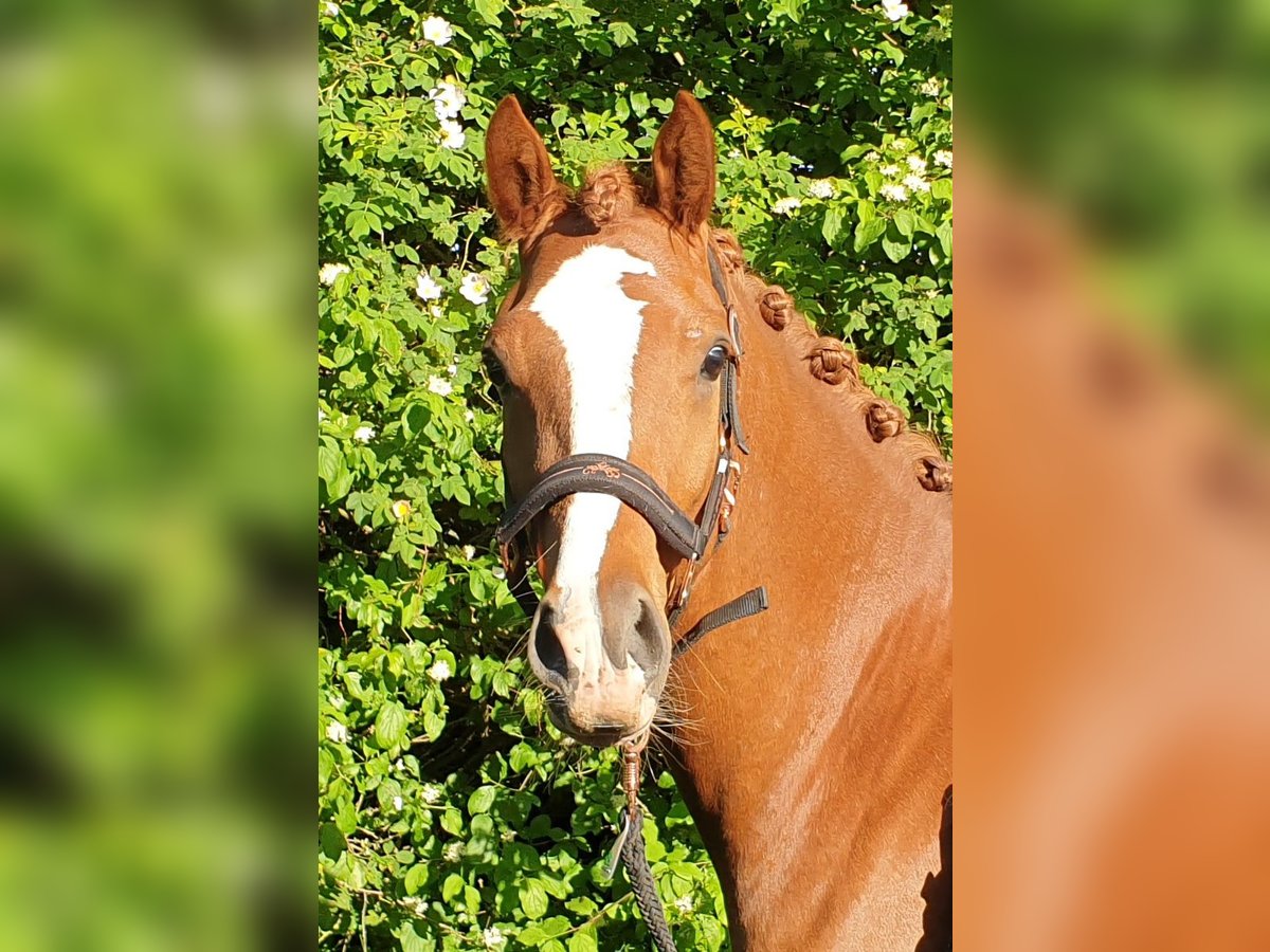 Deutsches Reitpony Wallach 4 Jahre 151 cm Fuchs in Langenbrettach