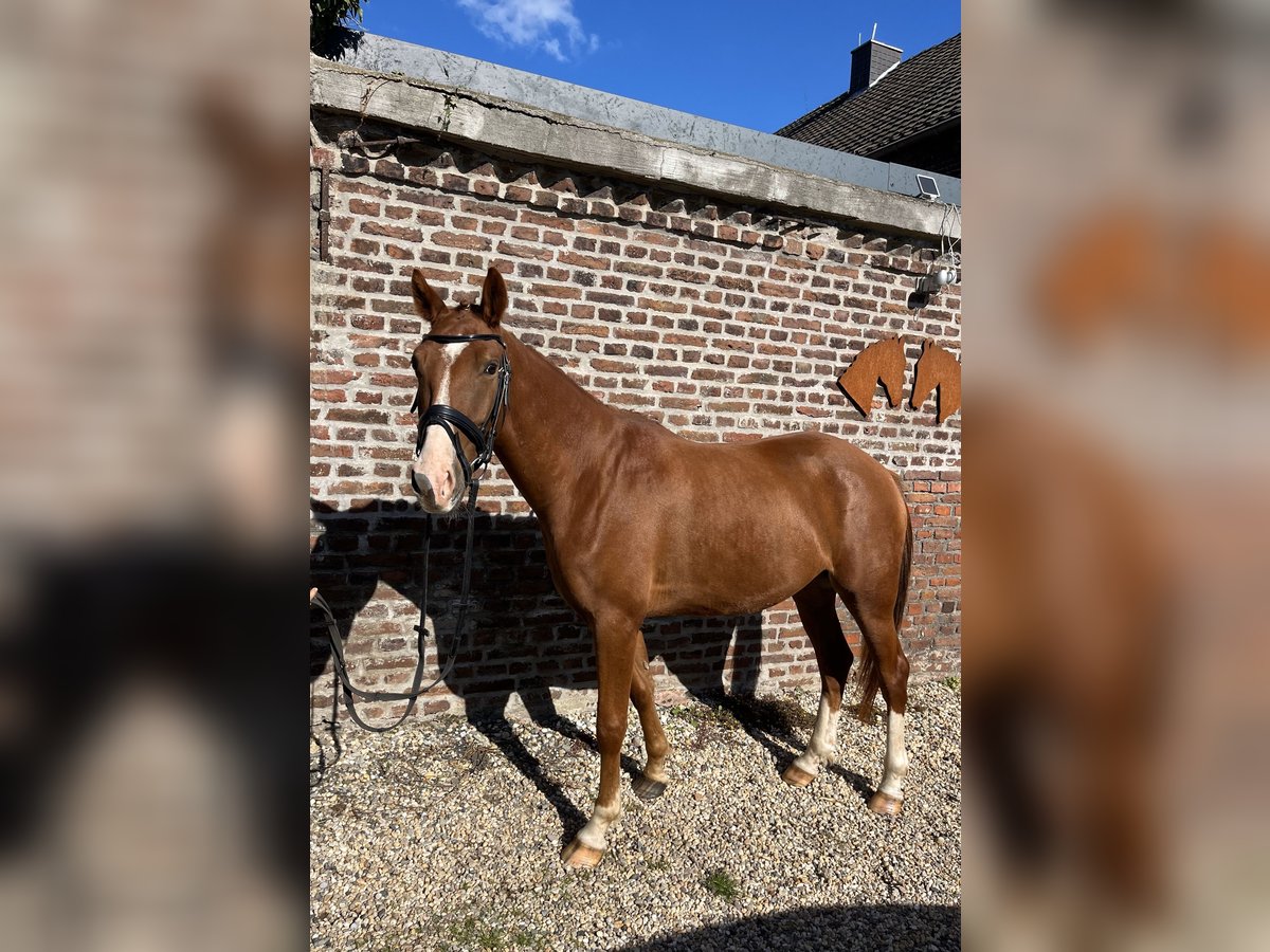 Deutsches Reitpony Wallach 4 Jahre 152 cm Fuchs in Krefeld