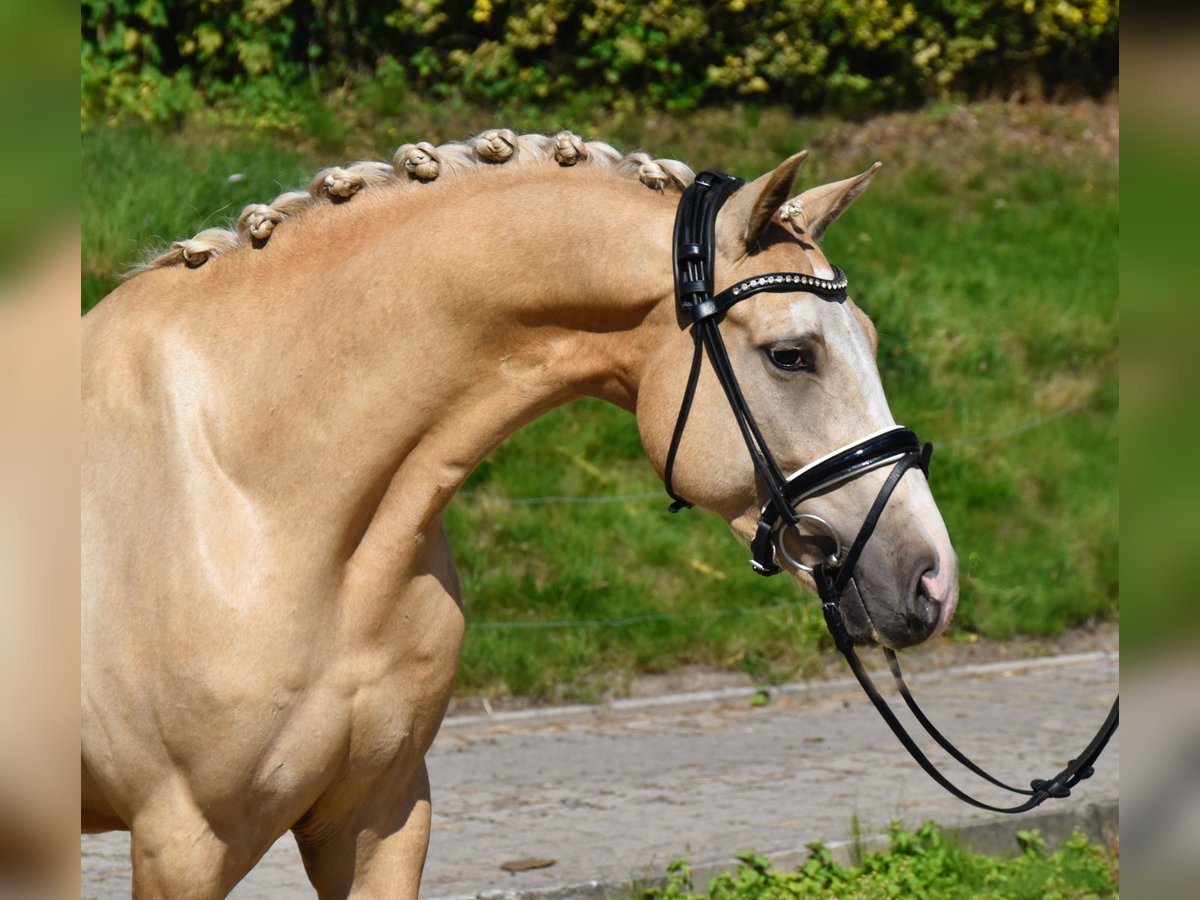 Deutsches Reitpony Wallach 4 Jahre 152 cm Palomino in F&#xFC;rstenau