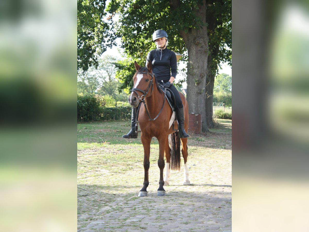 Deutsches Reitpony Wallach 4 Jahre 153 cm Brauner in Blender