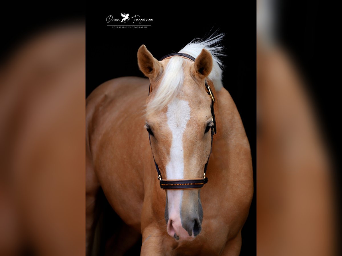 Deutsches Reitpony Wallach 4 Jahre 153 cm Palomino in Neuenkirchen-VördenVörden