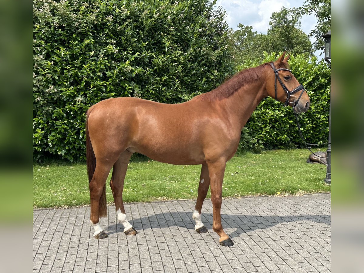 Deutsches Reitpony Wallach 4 Jahre 154 cm Fuchs in H&#xFC;nxe