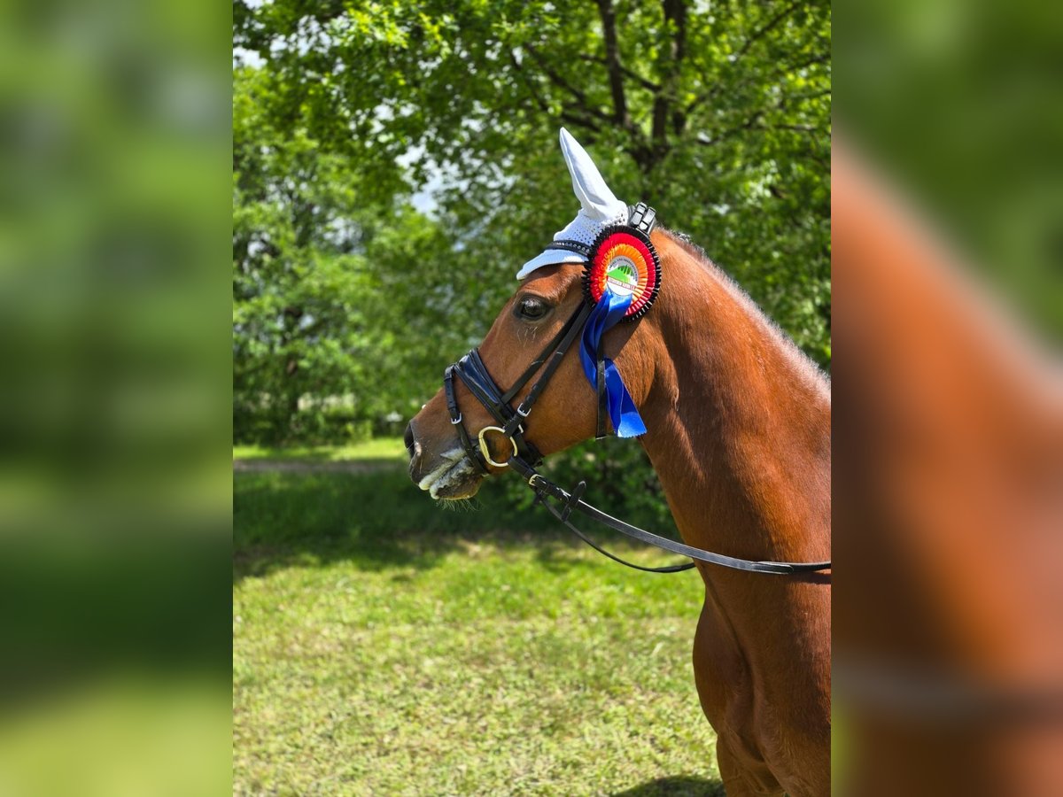 Deutsches Reitpony Wallach 4 Jahre 155 cm in Wedemark