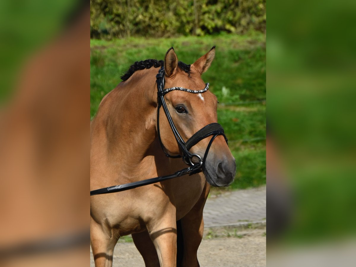Deutsches Reitpony, Wallach in Fürstenau