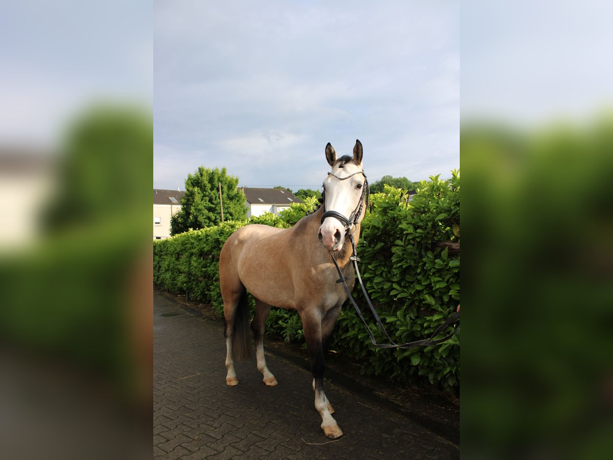 Deutsches Reitpony Wallach 4 Jahre 155 cm Falbe in Witten