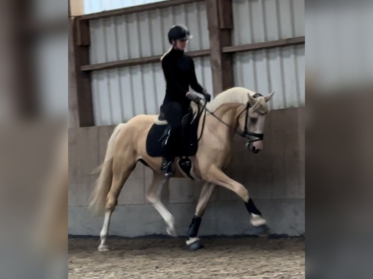 Deutsches Reitpony Wallach 4 Jahre 155 cm Palomino in Halstenbek
