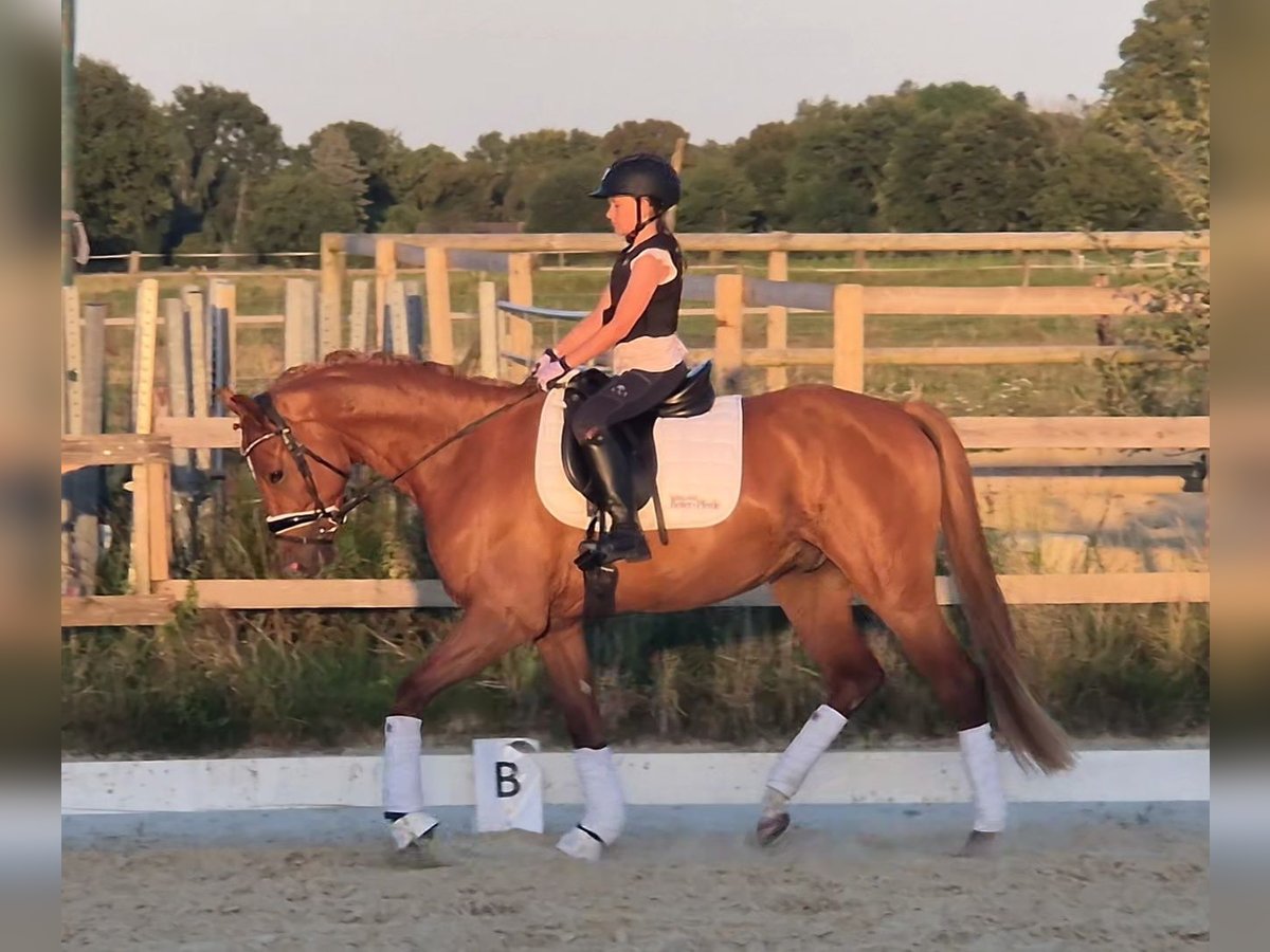Deutsches Reitpony Wallach 4 Jahre 156 cm Fuchs in Kempen
