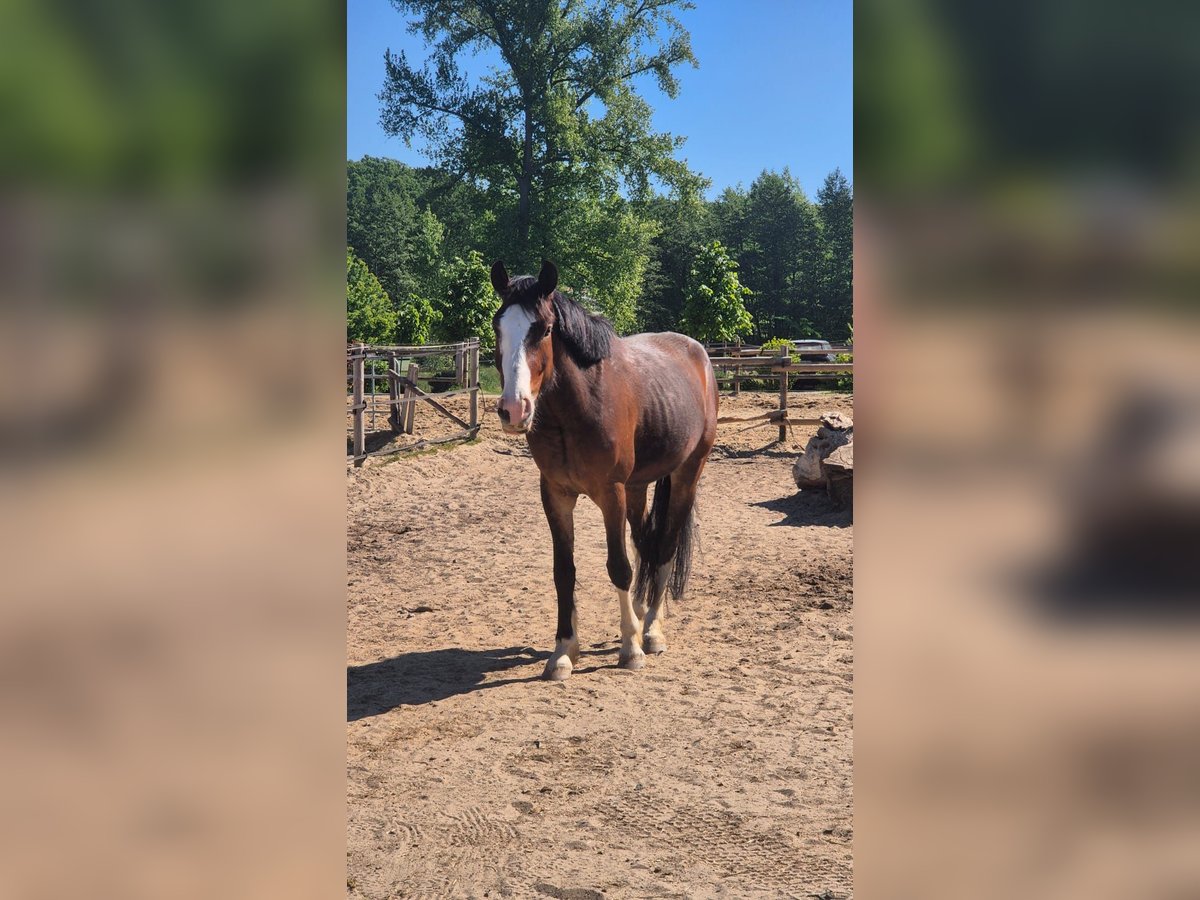 Deutsches Reitpony Mix Wallach 4 Jahre 157 cm Dunkelbrauner in Bissendorf