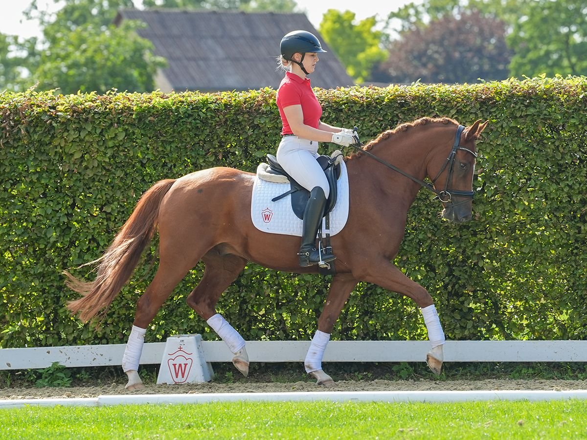 Deutsches Reitpony Wallach 4 Jahre 157 cm Fuchs in Münster