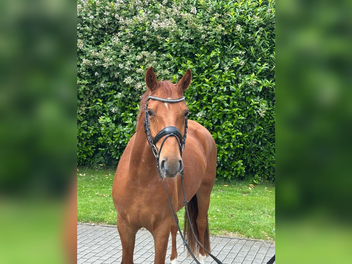 Deutsches Reitpony Mix Wallach 4 Jahre 157 cm Fuchs in Rhauderfehn