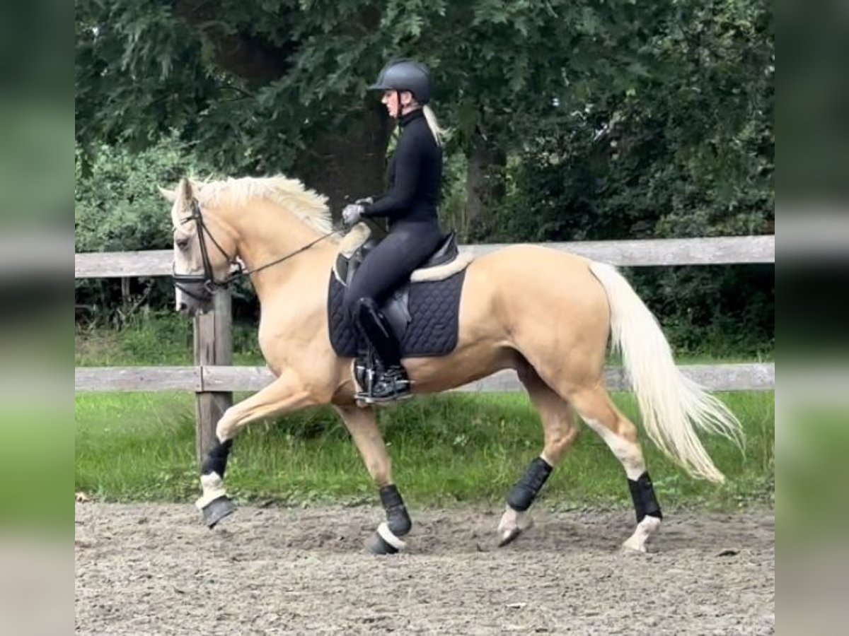 Deutsches Reitpony Wallach 4 Jahre 157 cm Palomino in Halstenbek