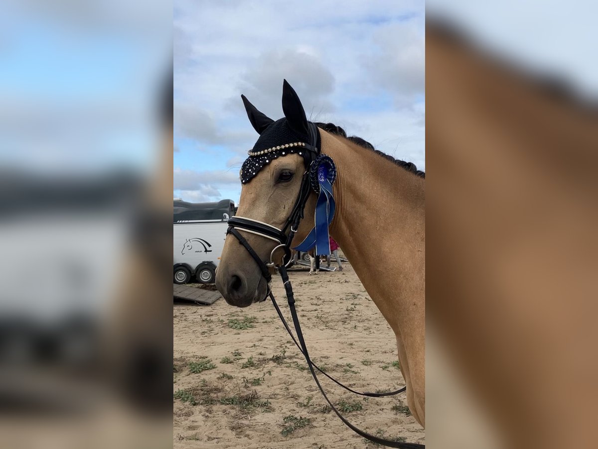 Deutsches Reitpony, Wallach in Rochau