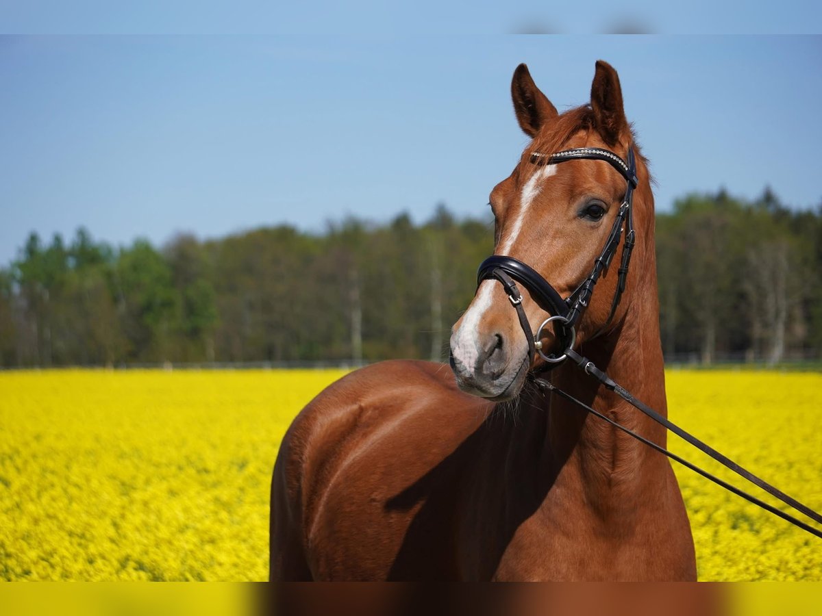 Deutsches Reitpony Wallach 4 Jahre 158 cm Fuchs in Herrnhut