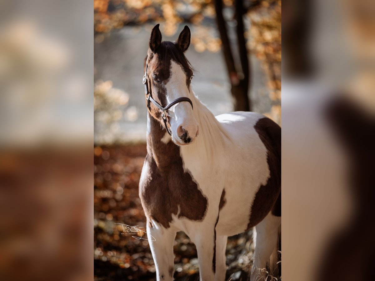 Deutsches Reitpony Wallach 4 Jahre 159 cm Schecke in Frielendorf