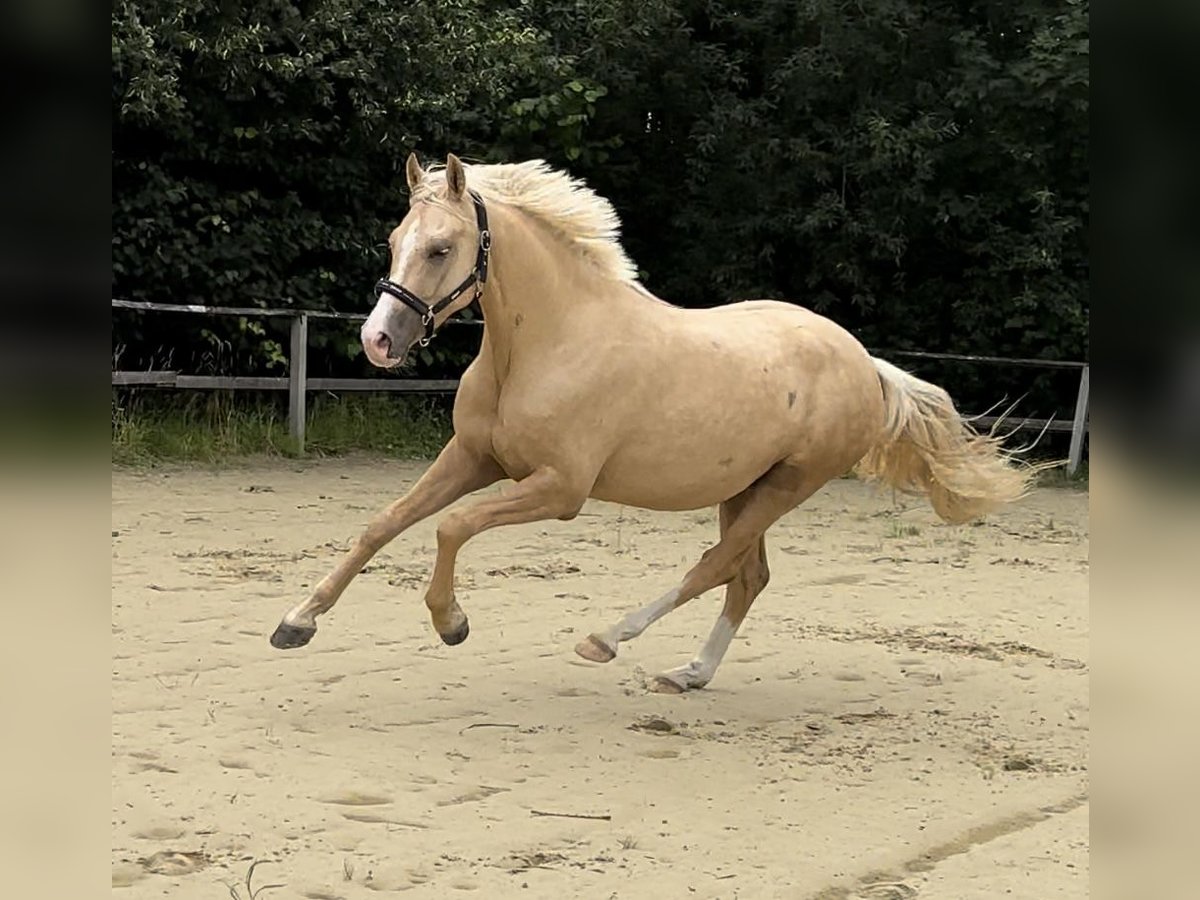 Deutsches Reitpony Wallach 4 Jahre 160 cm Palomino in WuppertalWuppertal